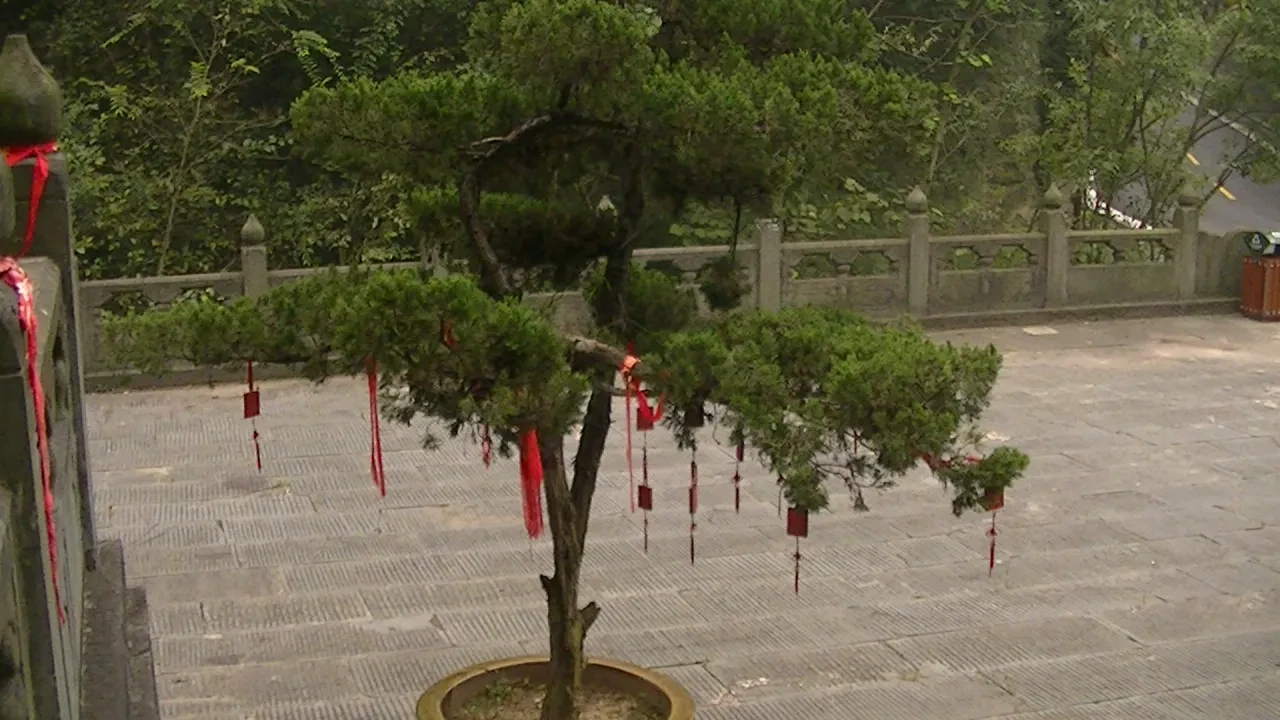 Sacred pine tree with red prayer ribbons in temple courtyard