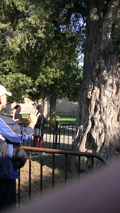 Visitors photographing ancient trees at a Chinese temple courtyard